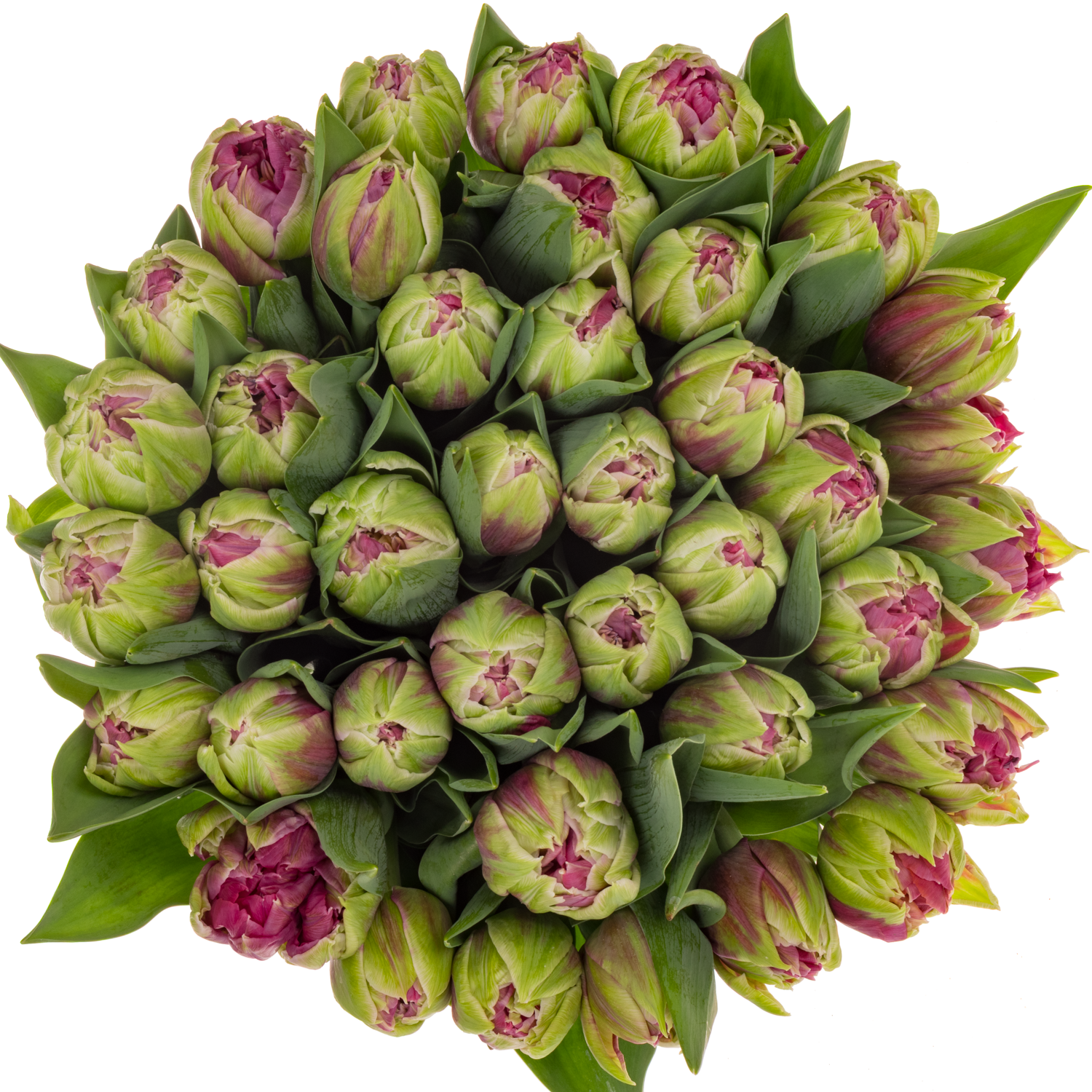 Tulpe rosa doppel Wicked Duin 44 Gramm
