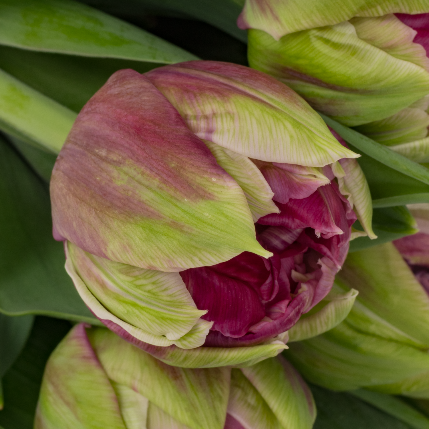 Tulpe rosa doppel Wicked Duin 44 Gramm