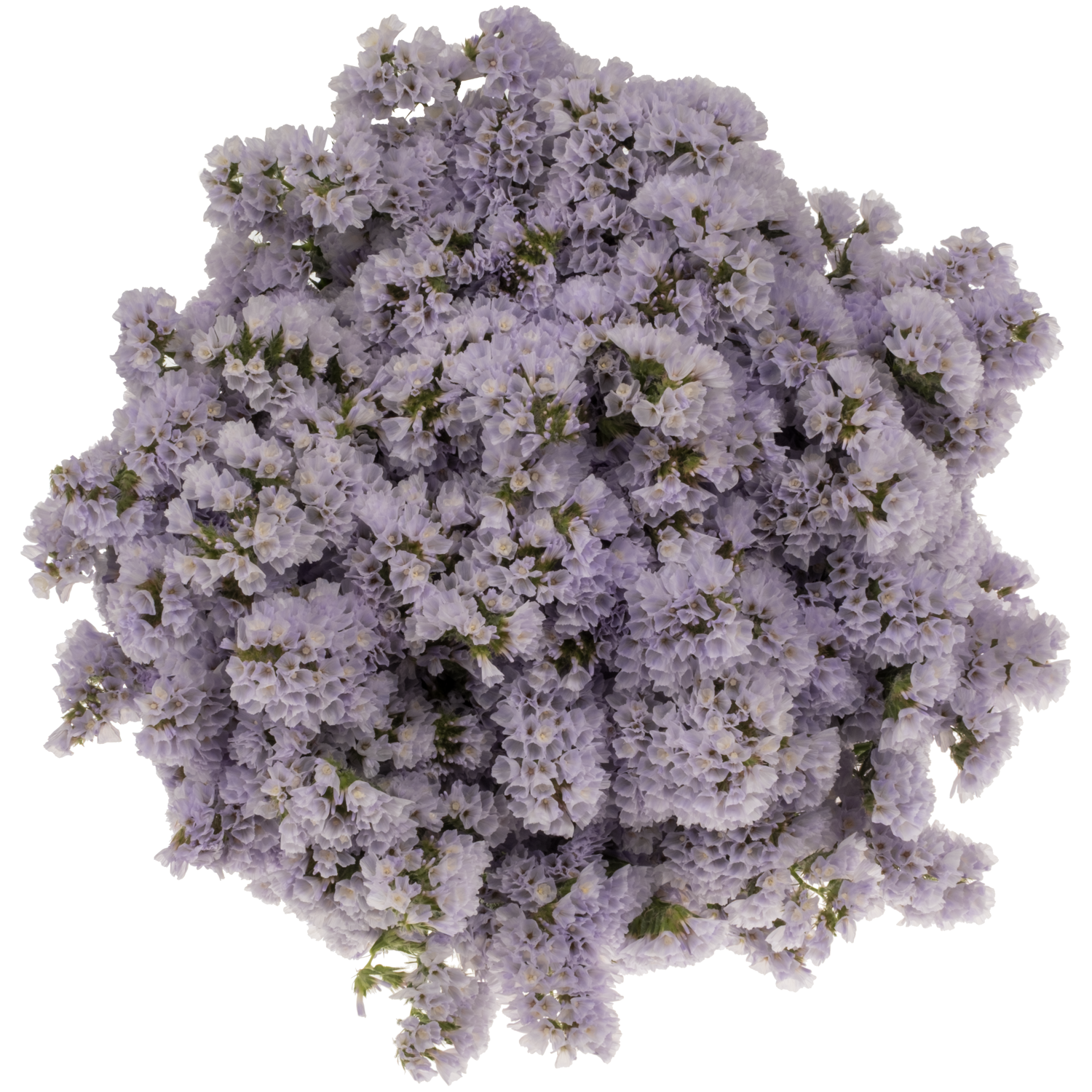 Statice milka Tonie Lavender 55 Gramm 70cm