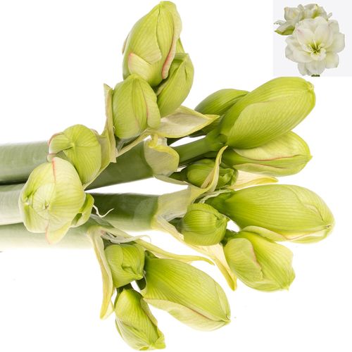 Amaryllis weiss gefüllt Amadeus 
