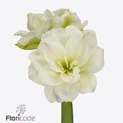 Amaryllis weiss gefüllt Amadeus 