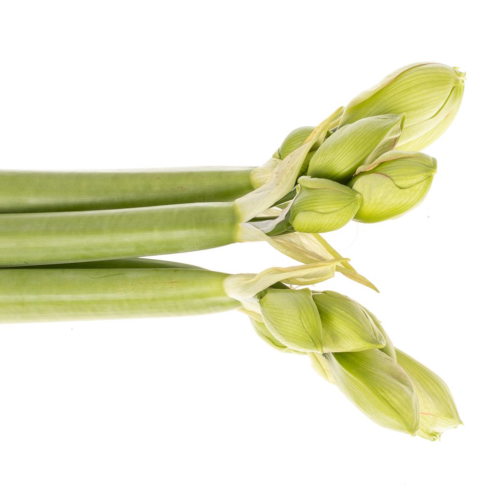 Amaryllis weiss gefüllt Amadeus 
