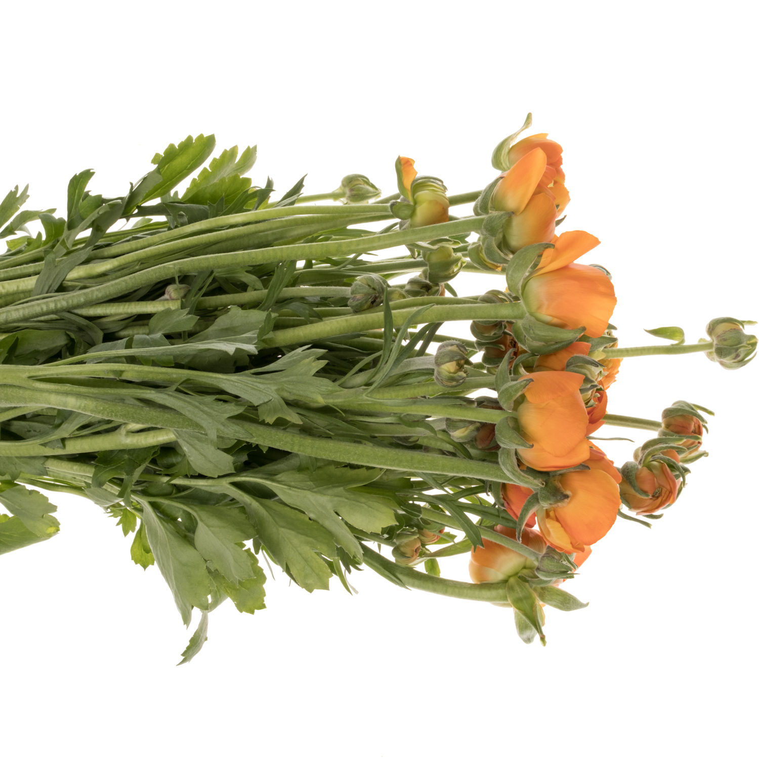 Ranunkel orange Aazur Orange 68 Gramm 45cm