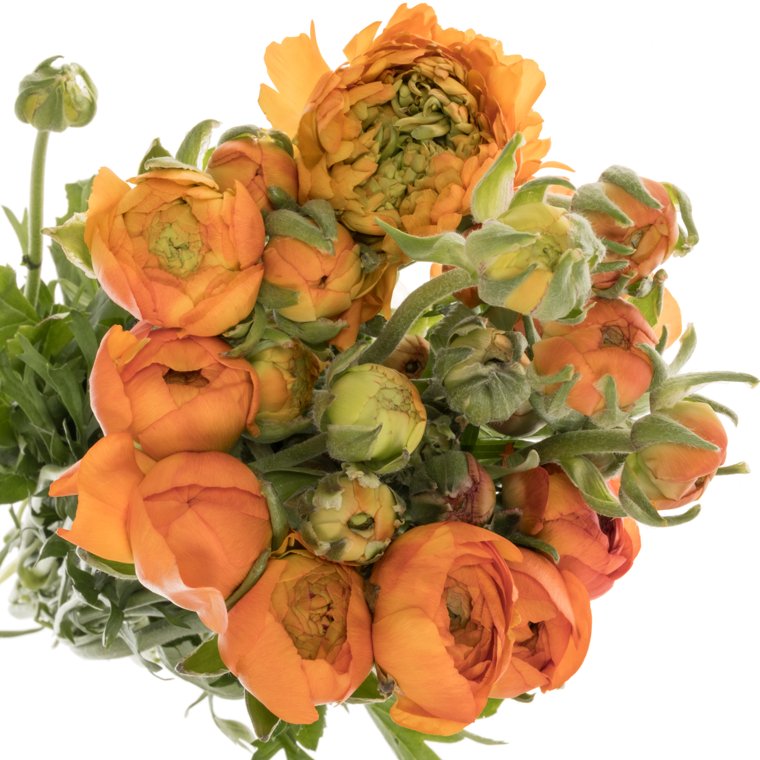 Ranunkel orange Aazur Orange 68 Gramm 45cm