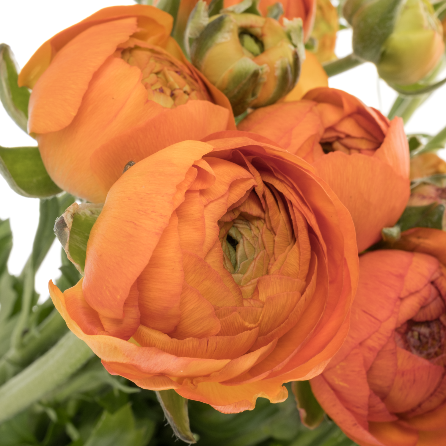 Ranunkel orange Aazur Orange 68 Gramm 45cm