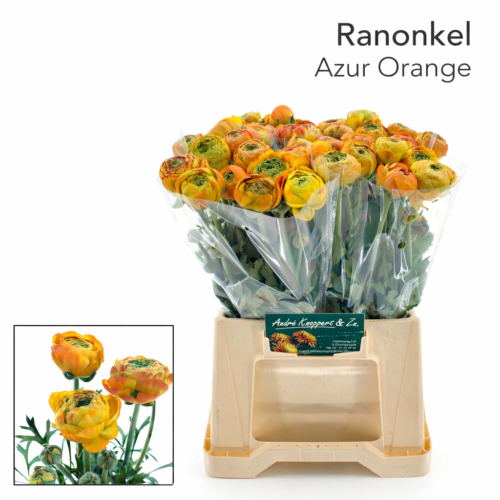 Ranunkel orange  Aazur Orange 45cm 90 Gramm