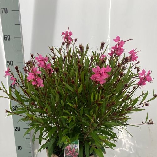 Gaura rosa T23 H55