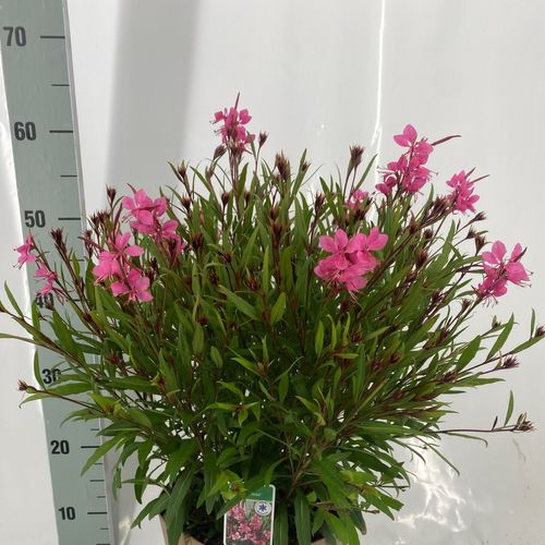 Gaura rosa T23 H55