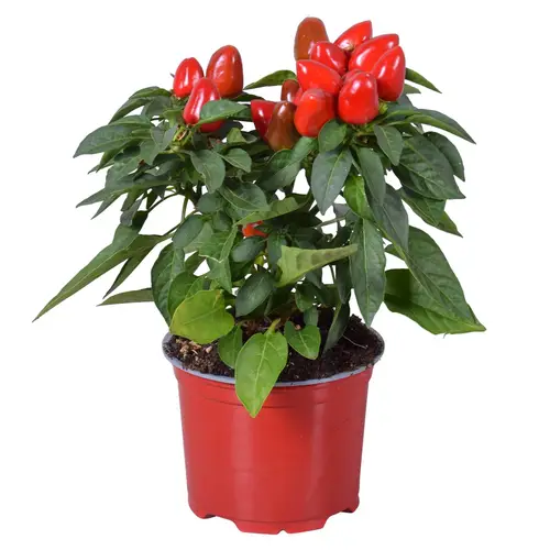 Capsicum rot samba T12 H030