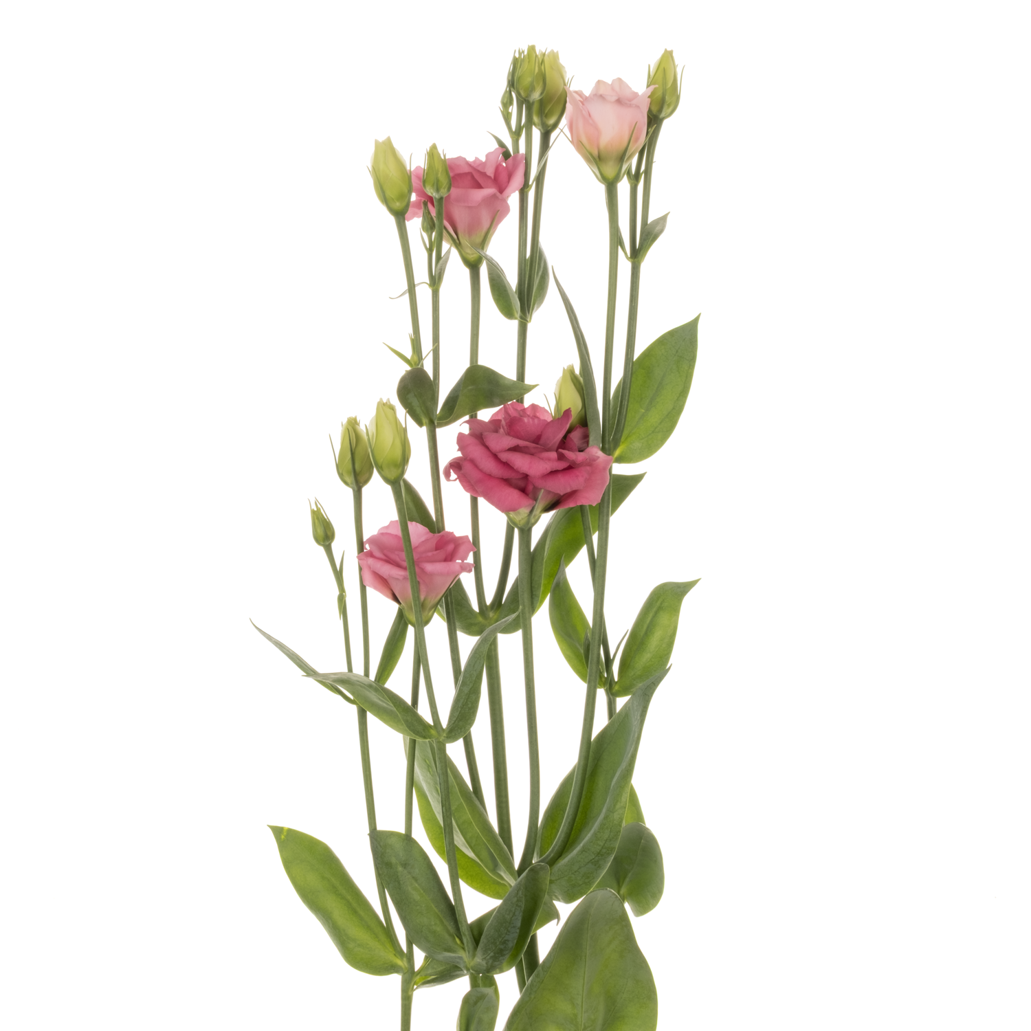Lisianthus rosa Doublini pink 5+Blüte 70cm