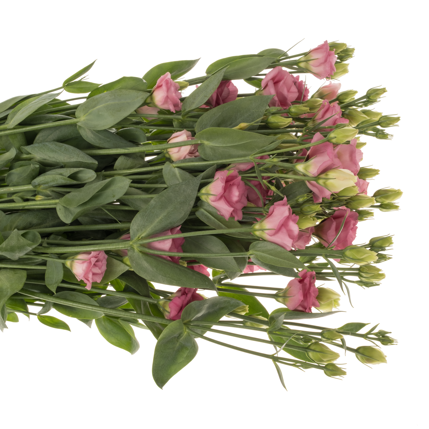 Lisianthus rosa Doublini pink 5+Blüte 70cm