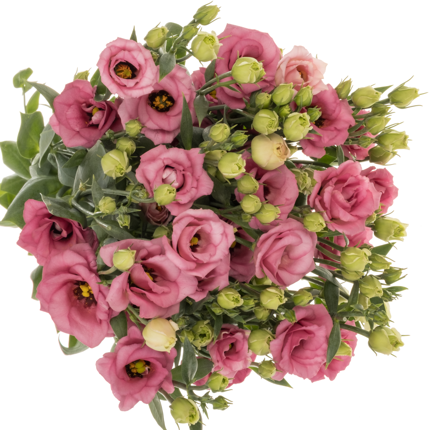 Lisianthus rosa Doublini pink 5+Blüte 70cm