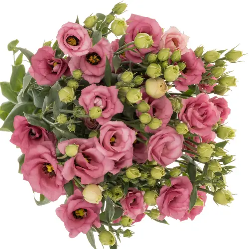 Lisianthus rosa Doublini pink 5+Blüte 70cm