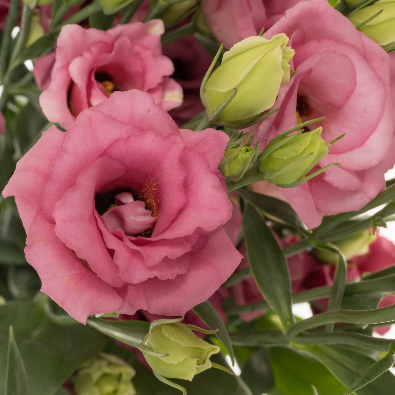 Lisianthus rosa Doublini pink 5+Blüte 70cm