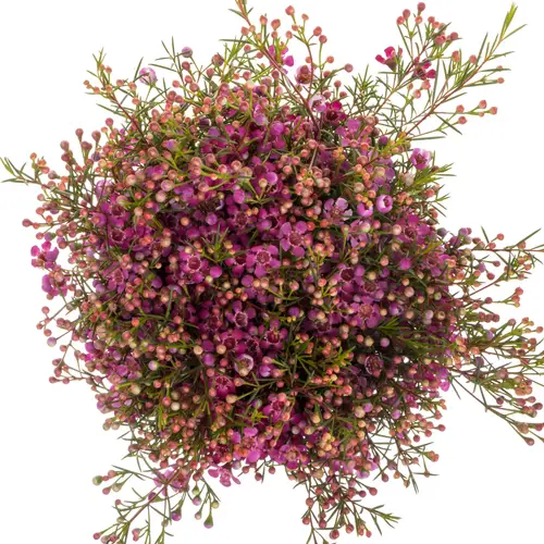 Wachsflower lila Rotem 50 Gramm 80cm