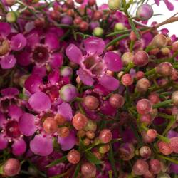Wachsflower lila Rotem 50 Gramm 80cm