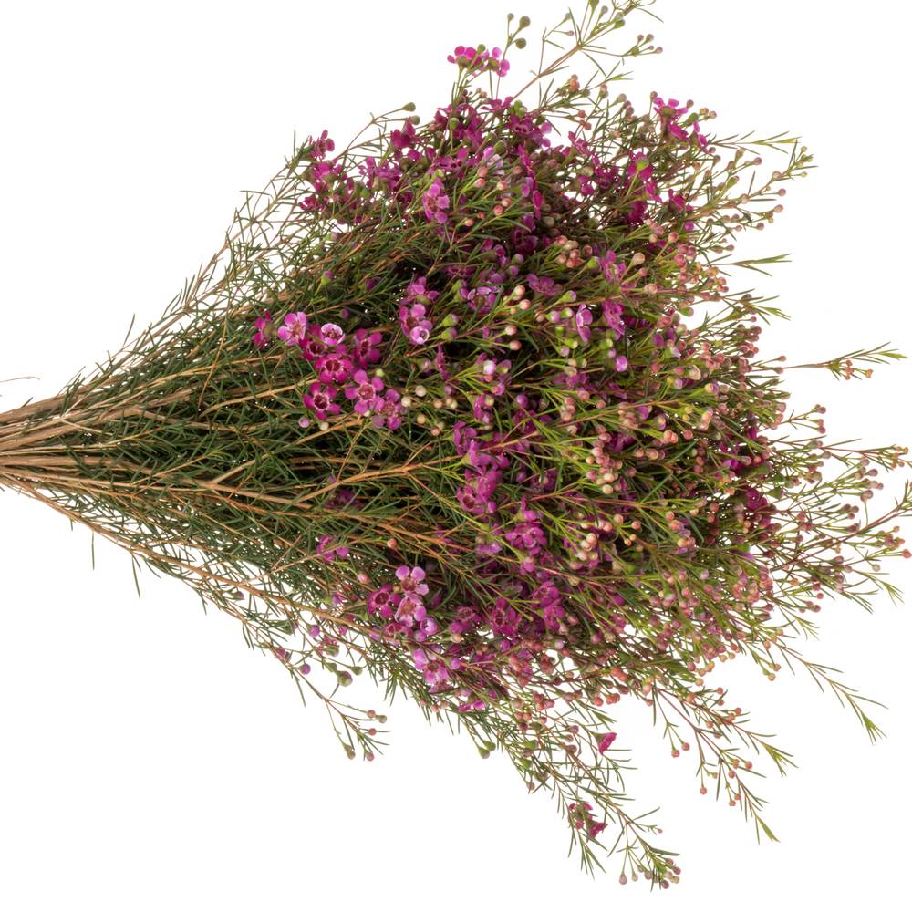 Wachsflower lila Rotem 50 Gramm 80cm