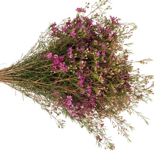 Wachsflower lila Rotem 50 Gramm 80cm