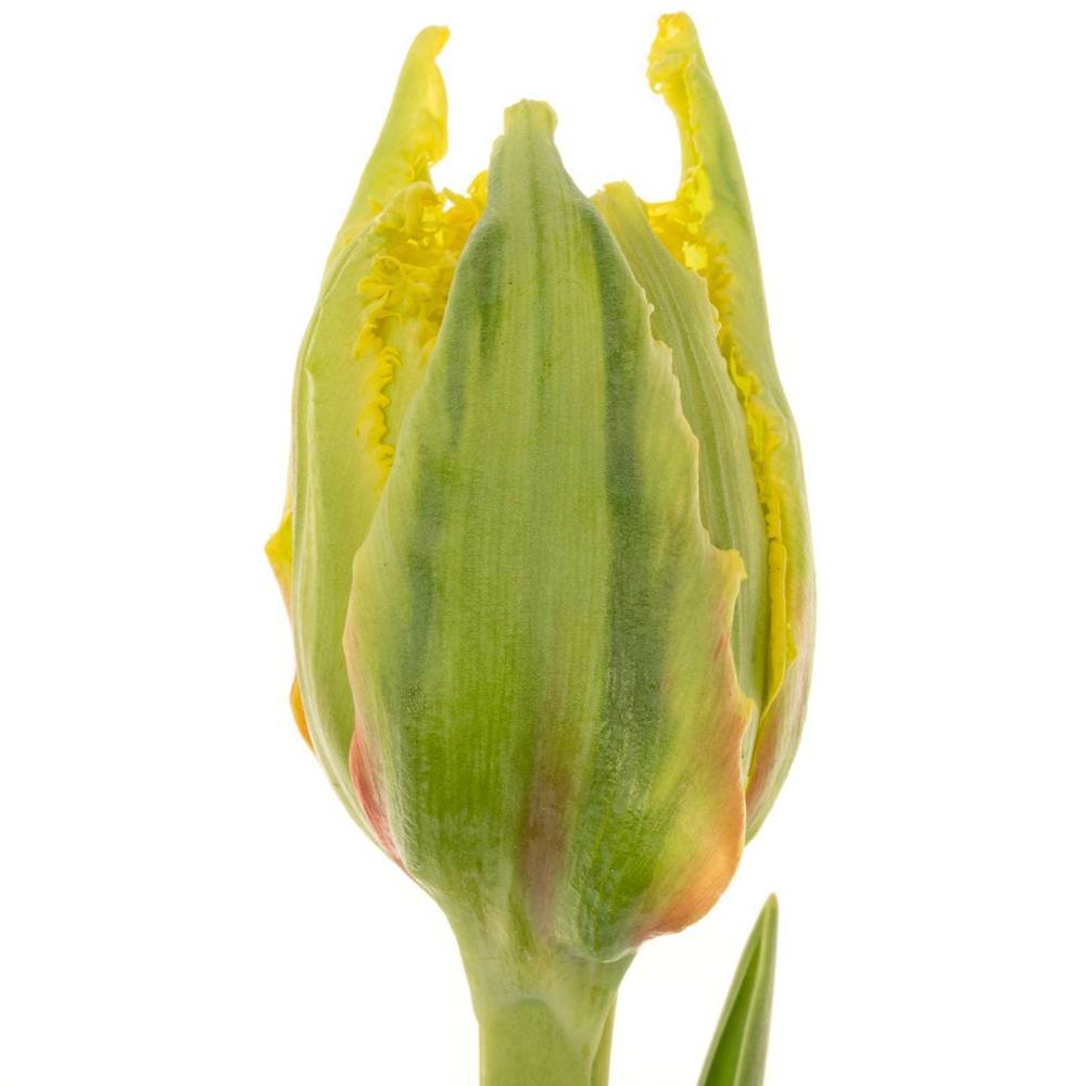 Tulpe gelb Kensington 56 Gramm