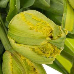 Tulpe gelb Kensington 56 Gramm