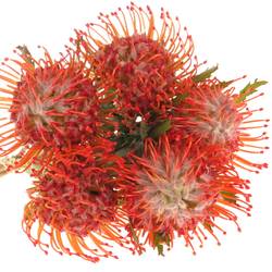 Nutans rot Tango 50cm