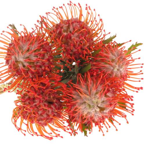 Nutans rot Tango 50cm