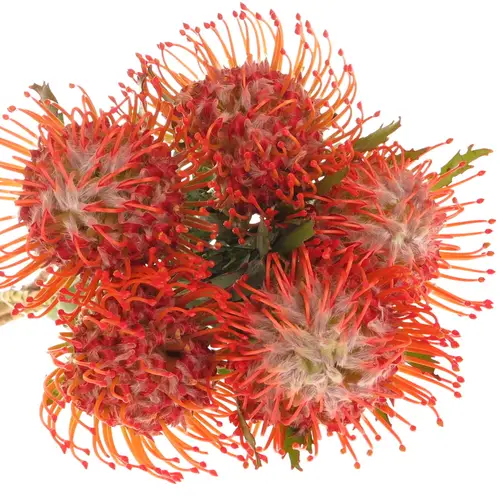 Nutans rot Tango 50cm