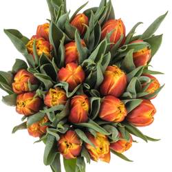 Tulpe orange/gelb doppel Edition 32 Gramm