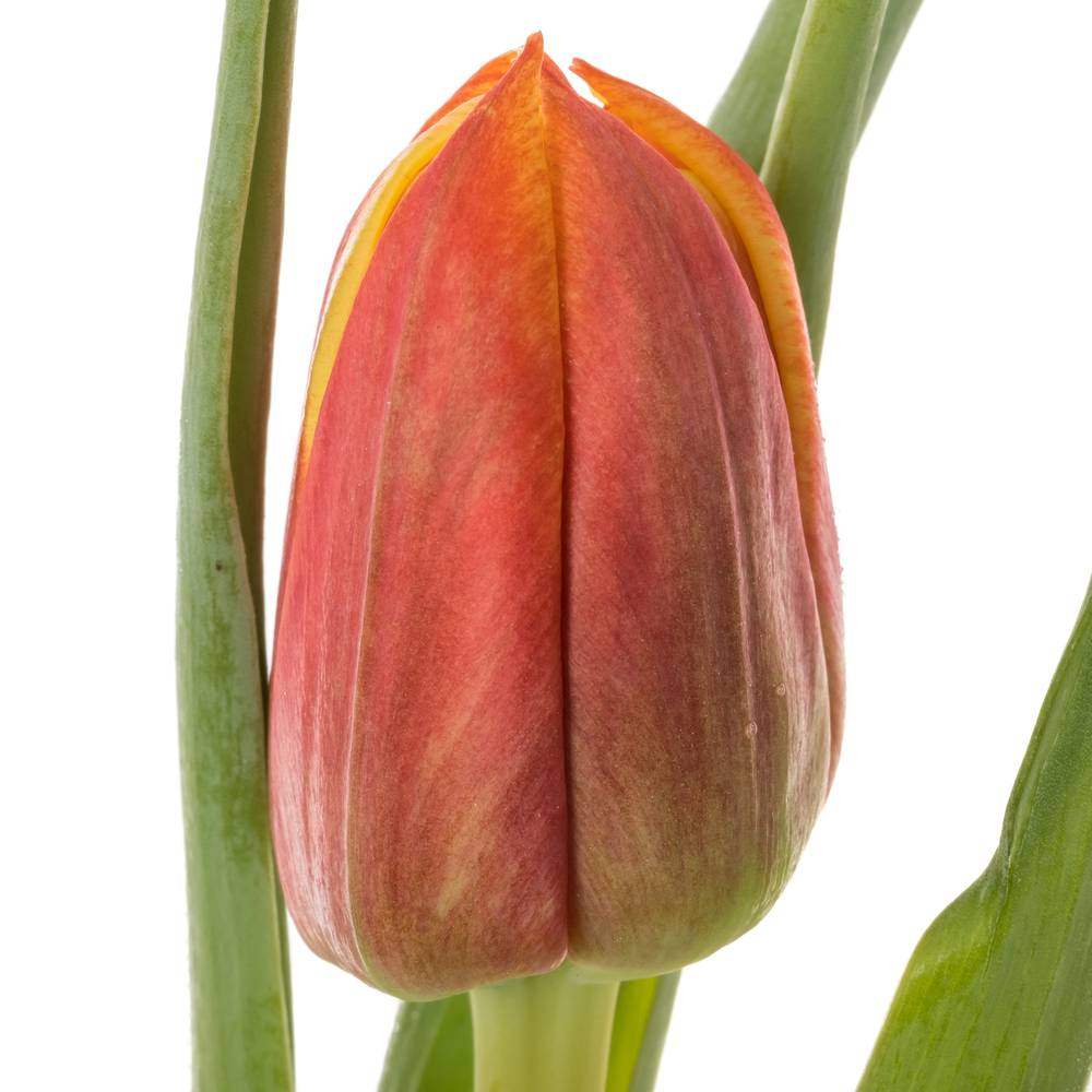Tulpe orange/gelb doppel Edition 32 Gramm