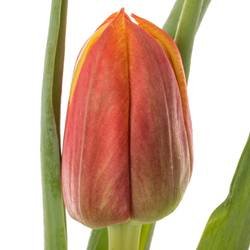 Tulpe orange/gelb doppel Edition 32 Gramm