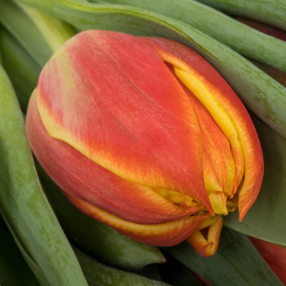 Tulpe orange/gelb doppel Edition 32 Gramm
