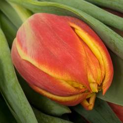 Tulpe orange/gelb doppel Edition 32 Gramm
