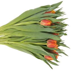 Tulpe orange/gelb doppel Edition 32 Gramm