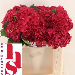 Hortensie fuchsia Mon Amour Bol 16cm 50cm