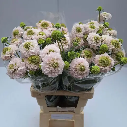 Scabiosa hell rosa White Blush 70cm