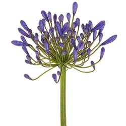 Agapanthus blau Queen of ocean 85cm