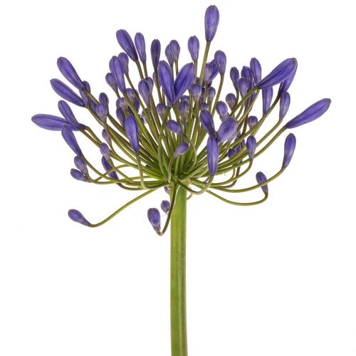 Agapanthus blau Queen of ocean 85cm
