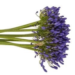 Agapanthus blau Queen of ocean 85cm