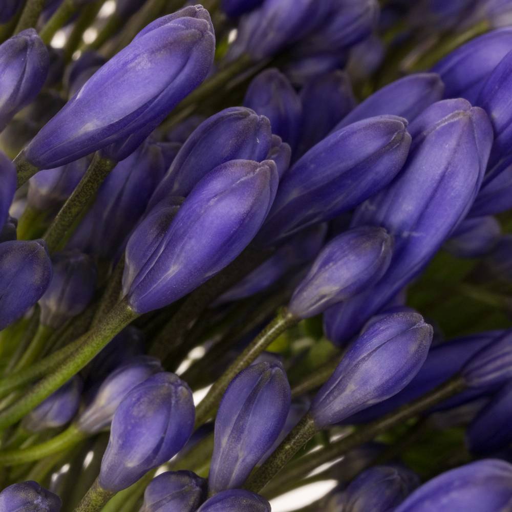 Agapanthus blau Queen of ocean 85cm