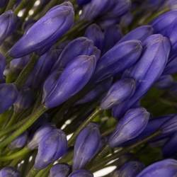 Agapanthus blau Queen of ocean 85cm