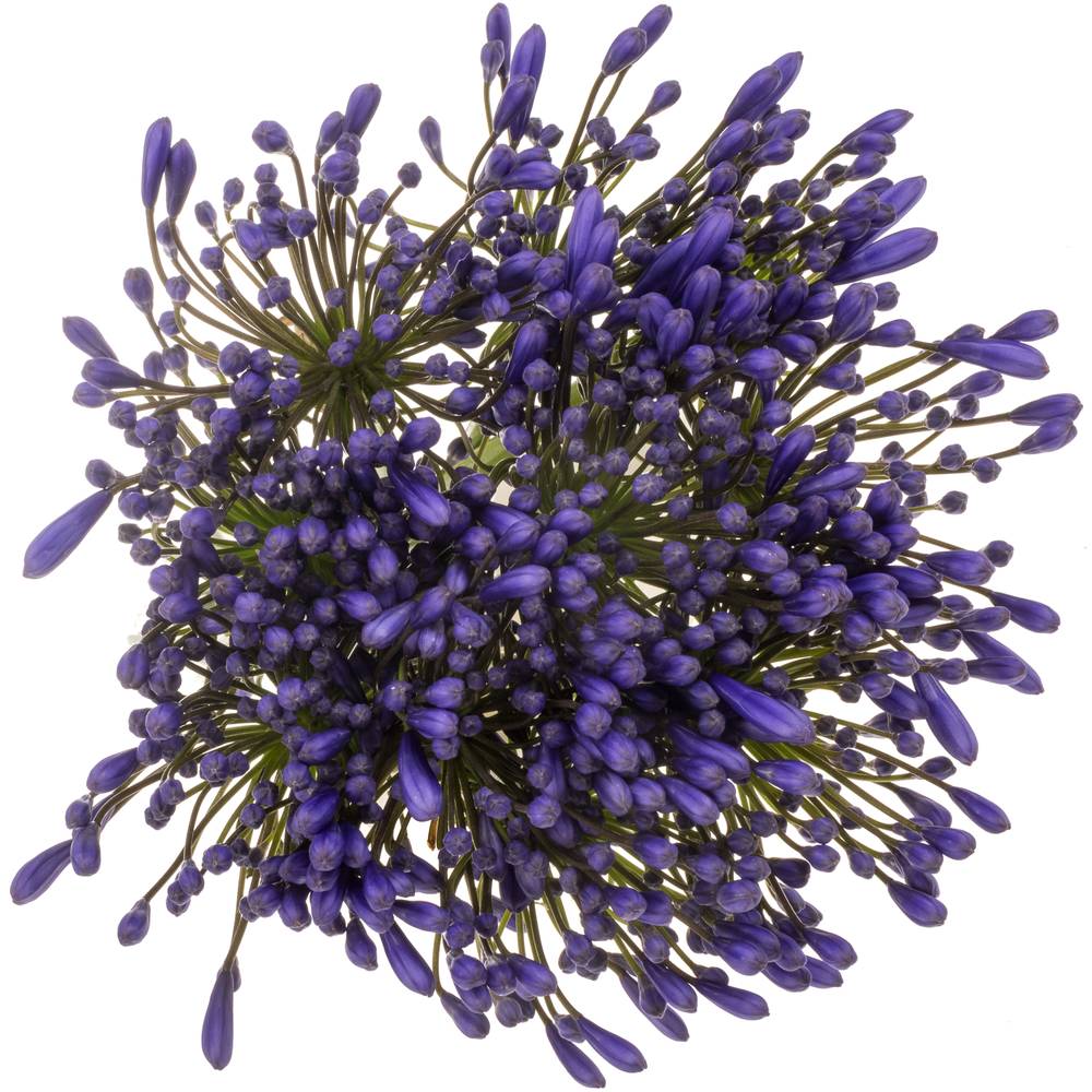 Agapanthus blau Queen of ocean 85cm