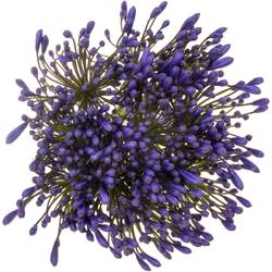 Agapanthus blau Queen of ocean 85cm