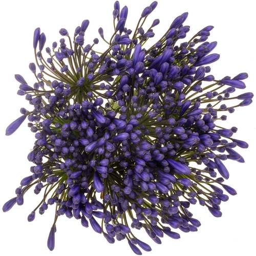 Agapanthus blau Queen of ocean 85cm