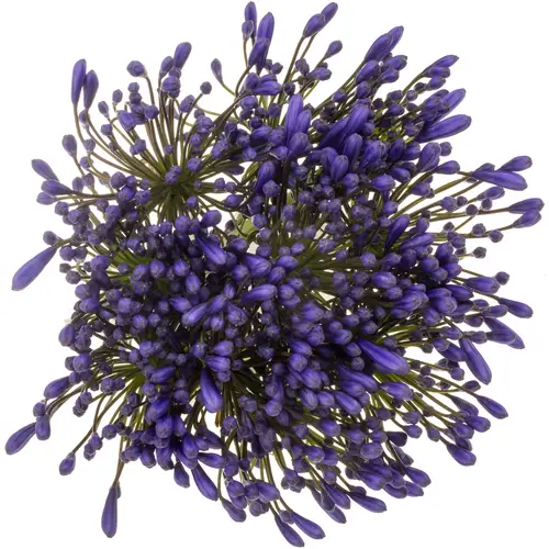 Agapanthus blau Queen of ocean 85cm