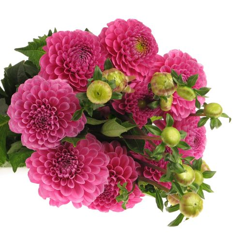 Dahlia lila Happy 50cm