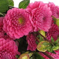 Dahlia lila Happy 50cm