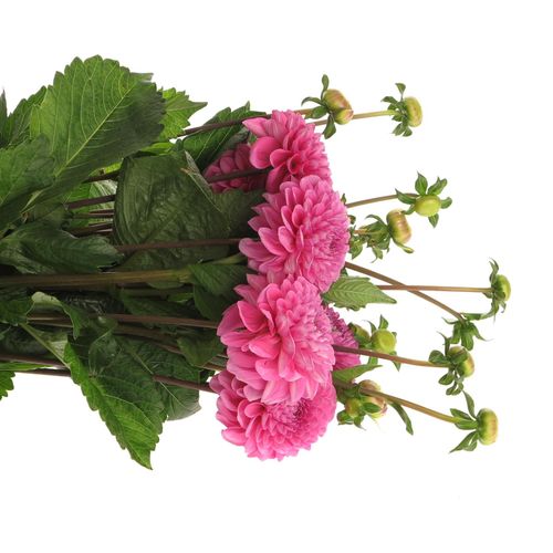 Dahlia lila Happy 50cm