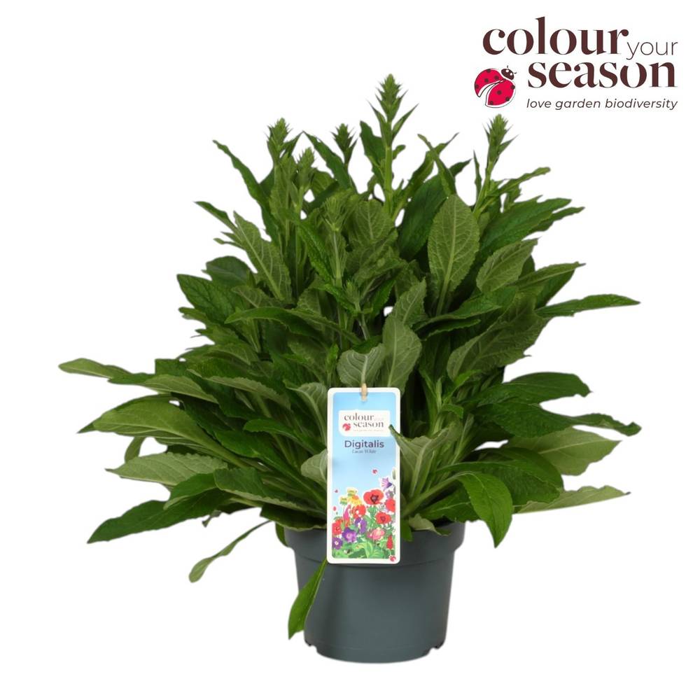 Digitalis weiss Lucas T19 H060