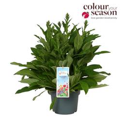 Digitalis weiss Lucas T19 H060