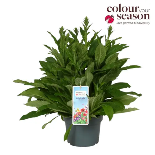 Digitalis weiss Lucas T19 H060
